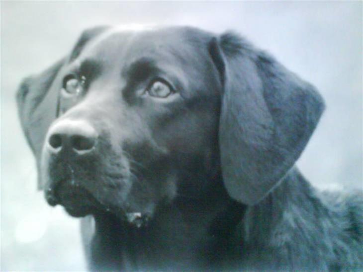 Labrador retriever (Formel 1) Blackie - Blackie marts 2008 billede 1