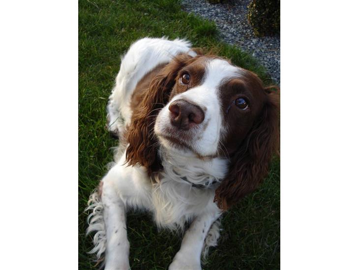 Engelsk springer spaniel Langelinies Tichko (R.I.P billede 1