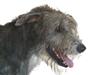 Irsk ulvehund Sirius