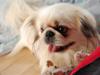 Pekingeser Buster