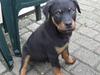 Rottweiler Tayson (aflivet d 1/7-09)