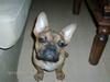 Fransk bulldog Skrubbe