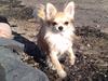 Chihuahua Ollie