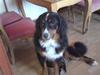 Berner sennenhund Astor