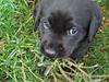 Labrador retriever Dark moors Zaco