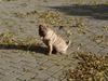 Shar pei great-macks Toyna 
