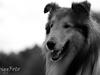 Collie langhåret Lassies American Fellow (Himmelhund) [ Himmelhund]