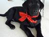 Labrador retriever Nicki