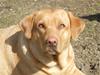 Labrador retriever molly R.I.P