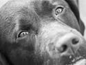 Labrador retriever Rudi (Viktorias)