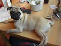 Mops Pixie *søster's*
