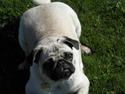 Mops Malibu