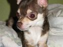 Chihuahua <3 Max <3