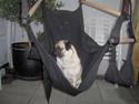 Mops Ronja