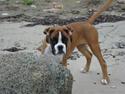 Boxer Qline von Ellinghaus