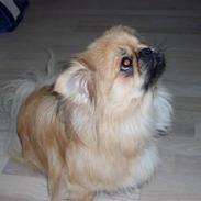 Pekingeser Twister