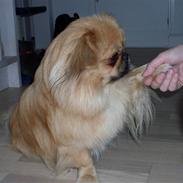 Pekingeser Twister