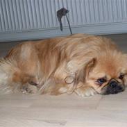 Pekingeser Twister