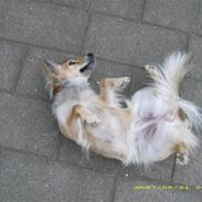 Blanding af racer Gozo