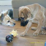 Blanding af racer Gozo