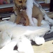 Blanding af racer Gozo