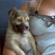 Blanding af racer Gozo