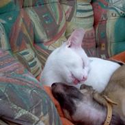 Blanding af racer Gozo