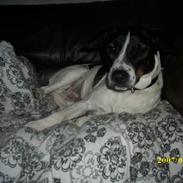 Dansk svensk gaardhund jensen