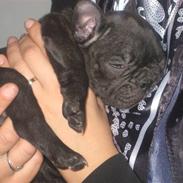 Fransk bulldog *Bella*