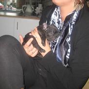 Fransk bulldog *Bella*