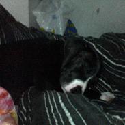 Blanding af racer Lola