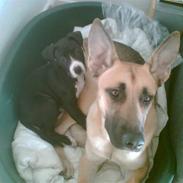 Blanding af racer Lola