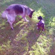 Blanding af racer Lola