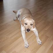 Labrador retriever Twix