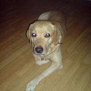 Labrador retriever Twix