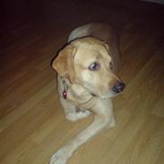 Labrador retriever Twix