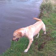 Labrador retriever Twix