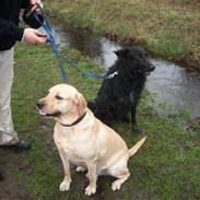 Labrador retriever Twix
