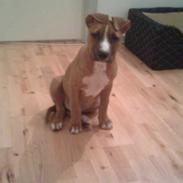 Amerikansk staffordshire terrier Zimba