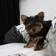 Yorkshire terrier Clinton