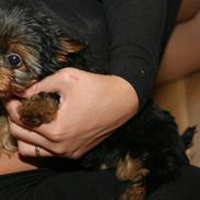 Yorkshire terrier Clinton