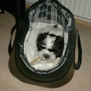 Bichon havanais Nuser<33XD