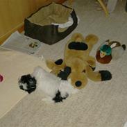 Bichon havanais Nuser<33XD