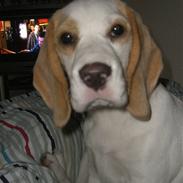 Beagle Liva