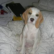 Beagle Liva