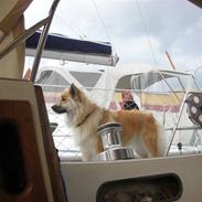 Islandsk fårehund Katla