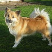 Islandsk fårehund Katla