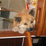 Islandsk fårehund Katla