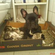 Fransk bulldog Nemo.   