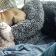 Prazsky krysarik Peanut